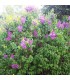 SYRINGA vulgaris Charles Joly / LILAS CHARLES JOLY
