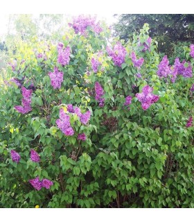 SYRINGA vulgaris Charles Joly / LILAS CHARLES JOLY