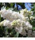 SYRINGA vulgaris Madame Lemoine / LILAS MADAME LEMOINE