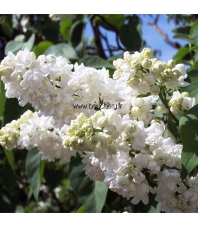 SYRINGA vulgaris Madame Lemoine / LILAS MADAME LEMOINE