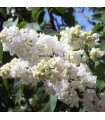 Syringa Vulgaris Madame Lemoine / Lilas Madame Lemoine