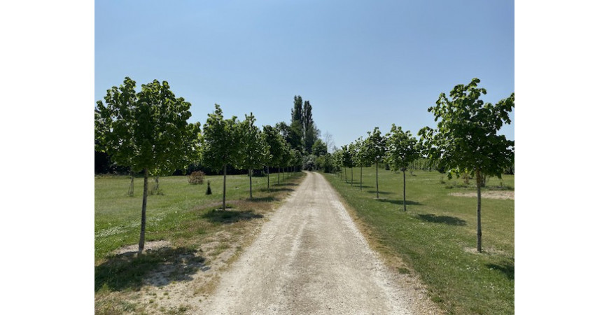 Plantation d'un arbre d'alignement