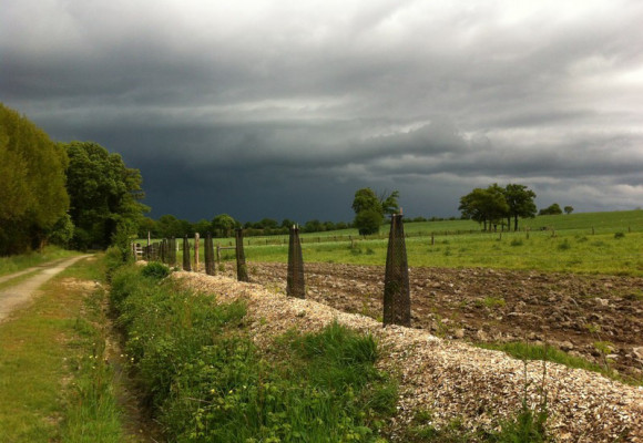 La haie champêtre