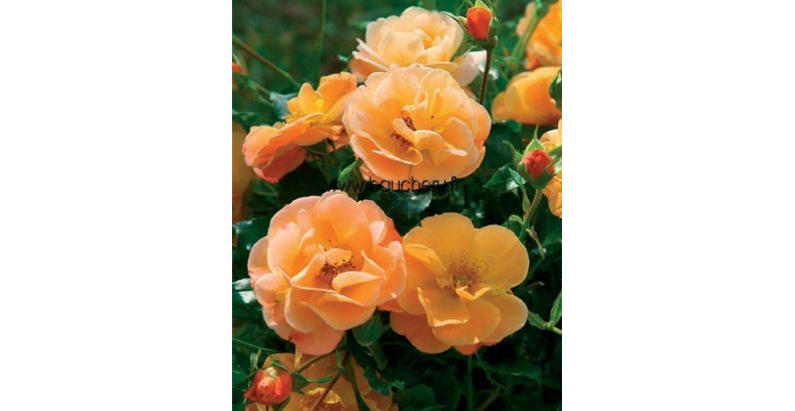 Planter un rosier