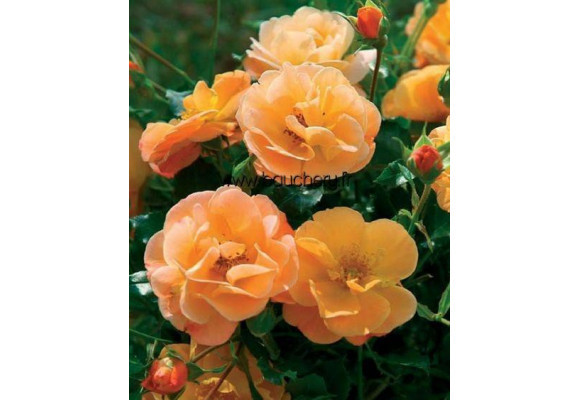 Planter un rosier