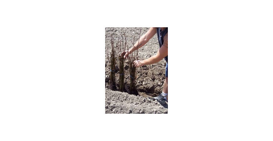 Conservation des plants forestiers