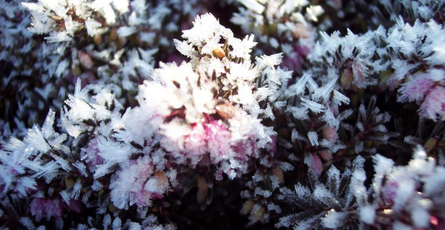 Végétaux sous le givre