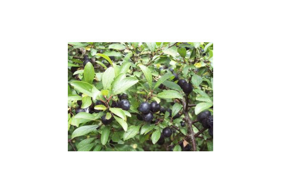 Pousse d'épine