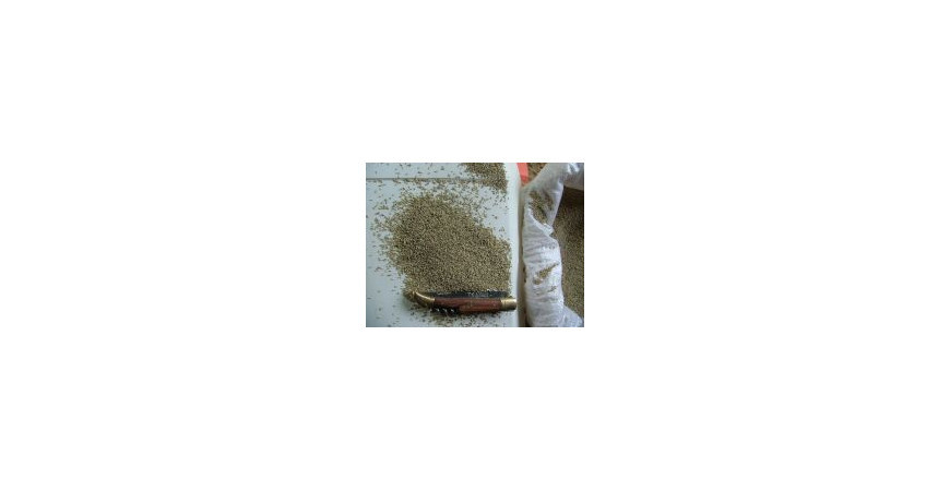 Semis Switchgrass