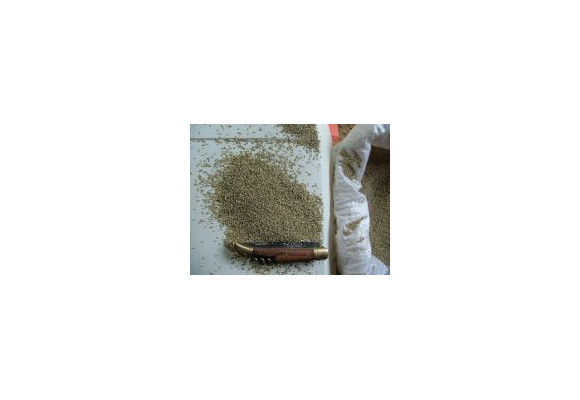 Semis Switchgrass