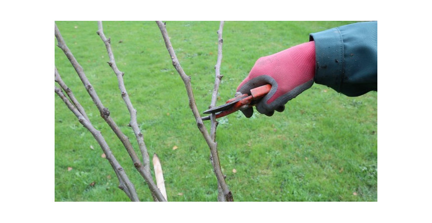 Comment tailler un fruitier