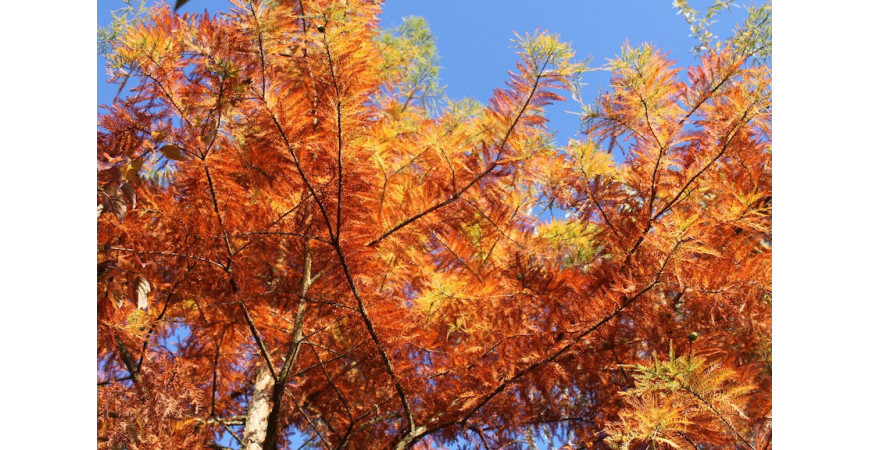 Feuillage d'automne