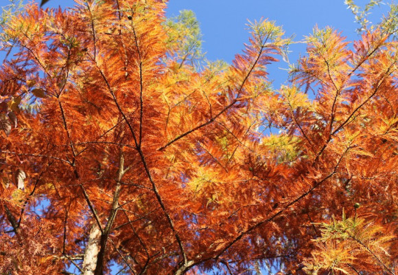 Feuillage d'automne