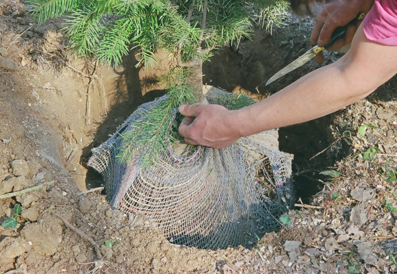 Planter un arbre en motte