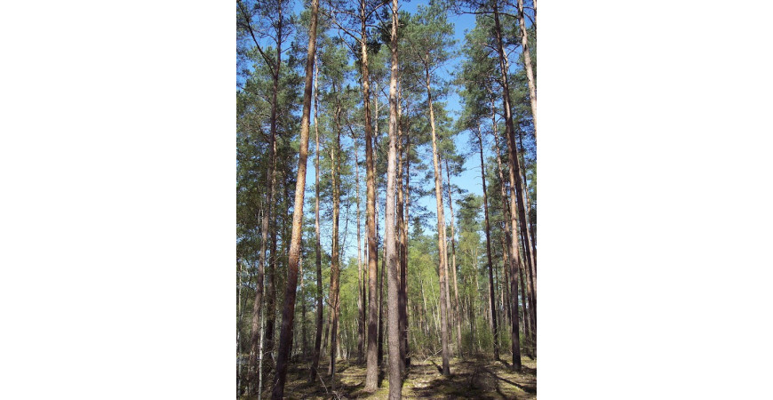 Densité de plantation