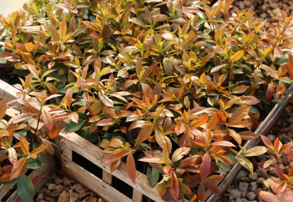 Guide des tailles et qualité des plants