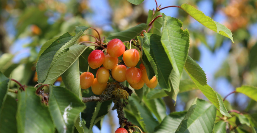 Les fruitiers et leurs pollinisateurs