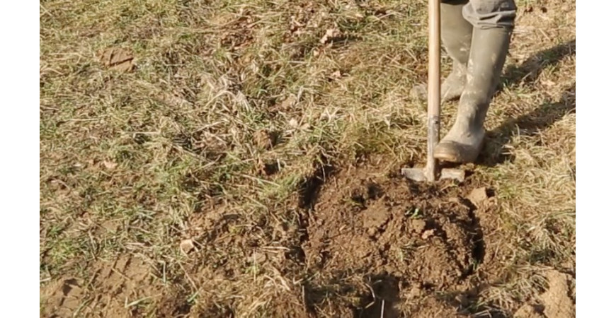 Plantation en potet