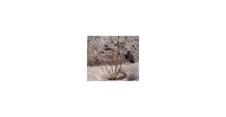 Planter un arbuste en racine nues