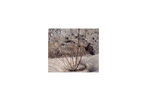 Planter un arbuste en racine nues