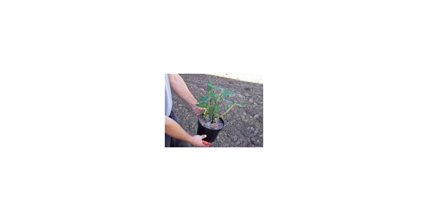 Planter un arbuste en conteneur