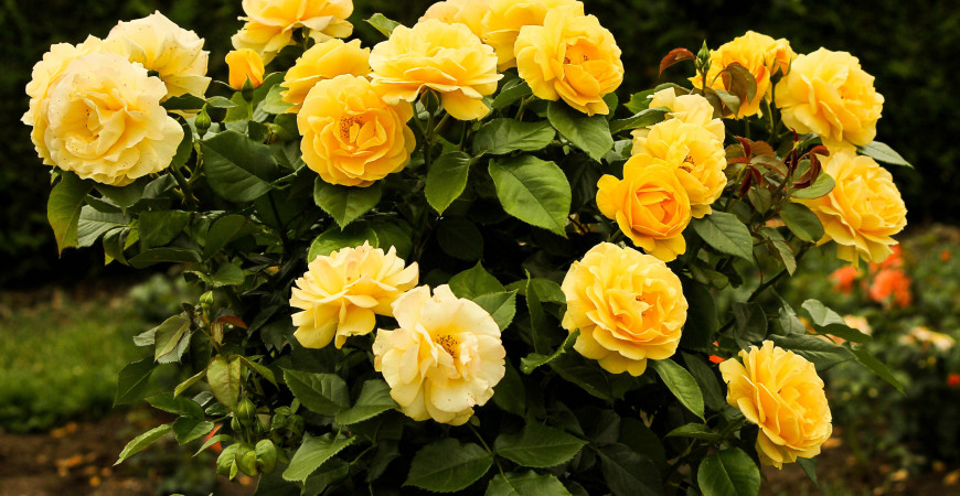 Taille des rosiers