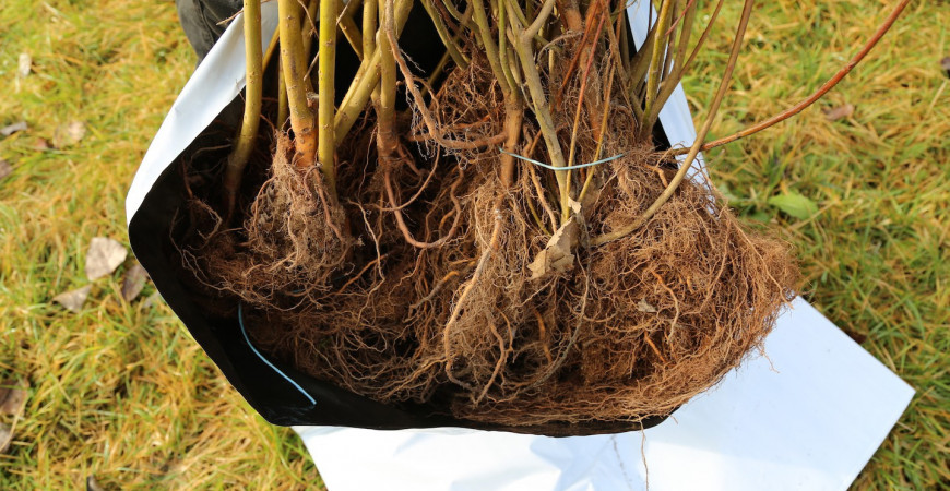 Vie d'un jeune plant