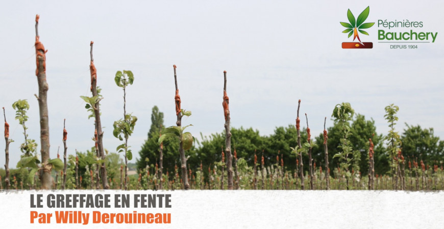 Greffage en fente