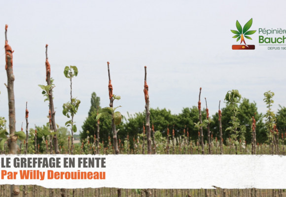 Greffage en fente