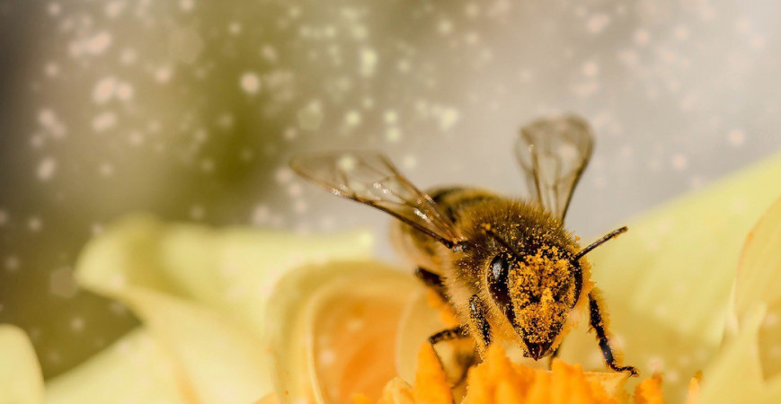 La vie d'une abeille